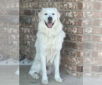 Small Great Pyrenees
