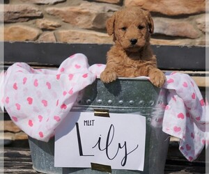 Goldendoodle (Miniature) Puppy for sale in FREDERICKSBG, OH, USA