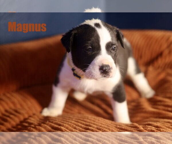 Medium Photo #1 American Staffordshire Terrier-Unknown Mix Puppy For Sale in Duluth, MN, USA