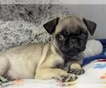 Small Pug
