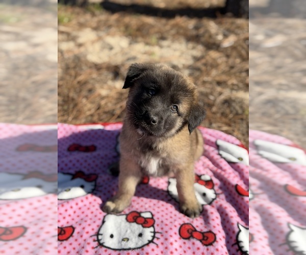 Medium Photo #1 Anatolian Shepherd-Belgian Malinois Mix Puppy For Sale in CLERMONT, FL, USA