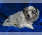 Small Photo #8 Miniature Australian Shepherd Puppy For Sale in NORWOOD, MO, USA