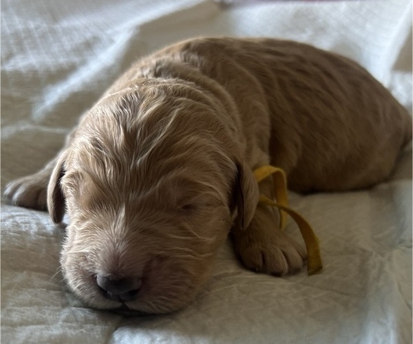 Medium Photo #6 Goldendoodle Puppy For Sale in PHOENIX, AZ, USA
