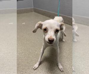 Chihuahua-Unknown Mix Dogs for adoption in Las Vegas, NV, USA