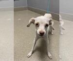 *CRUMPET - Female Chihuahua-Unknown Mix Dog for Adoption - Small photo