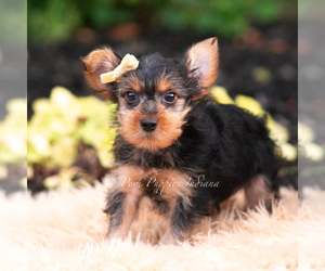 Medium Yorkshire Terrier