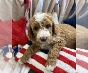 Australian Labradoodle-Bernedoodle Mix Puppy for sale in ATWATER, CA, USA