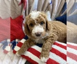 Image preview for Ad Listing. Nickname: Liberty