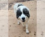 Small #1 Great Pyrenees Mix