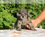 Small #5 Poodle (Toy)