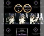 Puppy Phantom F1B Goldendoodle (Miniature)