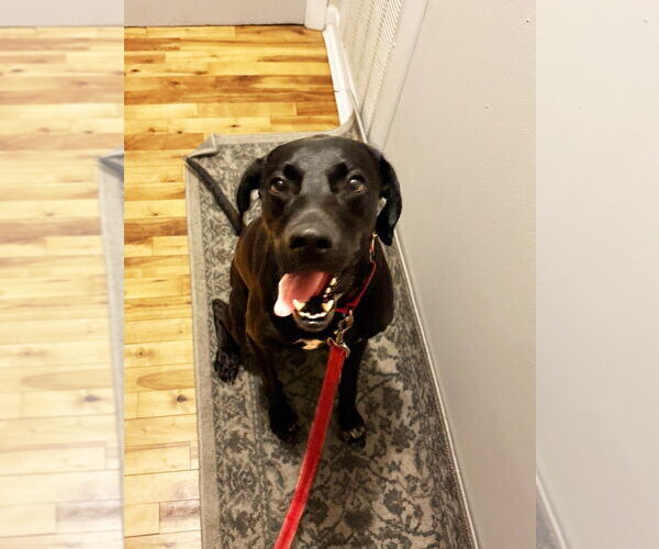 Medium Photo #6 Mutt Puppy For Sale in Minneapolis, MN, USA