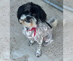 Small #2 Shih Tzu