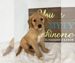 Small #1 Golden Retriever