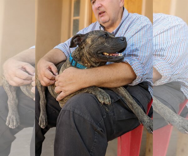 Medium Photo #3 Bulloxer Puppy For Sale in Pena Blanca, NM, USA