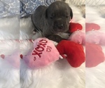 Small Photo #4 Cane Corso Puppy For Sale in BARGAINTOWN, NJ, USA