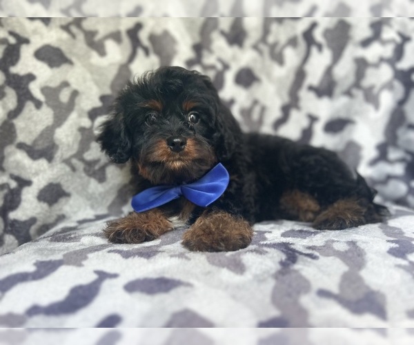 Medium Photo #3 Cavapoo Puppy For Sale in LAKELAND, FL, USA