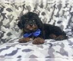 Small #2 Cavapoo