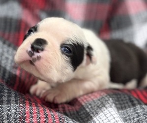 Boston Terrier Puppy for sale in HICKORY, NC, USA