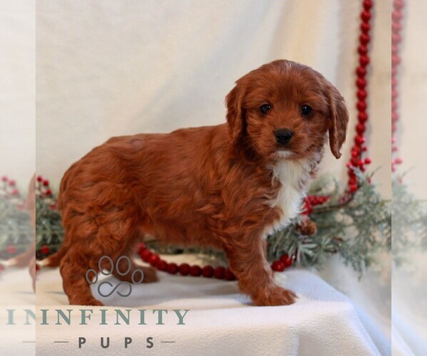 Medium Photo #3 Cavapoo (Miniature) Puppy For Sale in LITITZ, PA, USA
