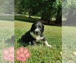 Puppy 4 Goldendoodle-Poodle (Standard) Mix
