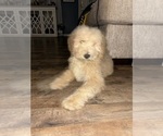 Small Photo #7 Poodle (Standard) Puppy For Sale in WHITESBURG, KY, USA