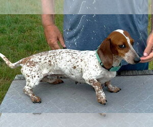 Dachshund Dogs for adoption in Boonton, NJ, USA