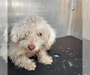 Poodle (Miniature)-Unknown Mix Dogs for adoption in San Antonio, TX, USA