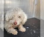 Small Poodle (Miniature) Mix