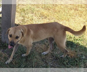Black Mouth Cur-Unknown Mix Dogs for adoption in Corpus Christi, TX, USA