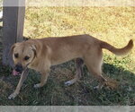 Small Black Mouth Cur Mix