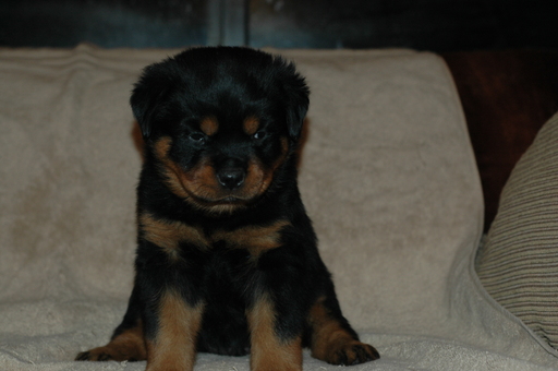 Medium Photo #1 Rottweiler Puppy For Sale in SHOW LOW, AZ, USA