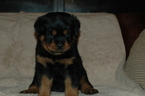 Small Photo #1 Rottweiler Puppy For Sale in SHOW LOW, AZ, USA