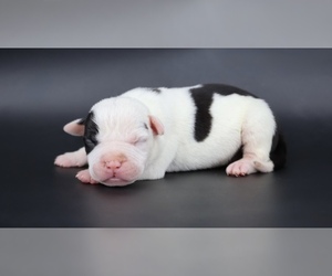 American Bully Puppy for sale in CHAMPAIGN, IL, USA