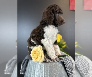 Poodle (Standard) Puppy for Sale in HERNANDO, Florida USA
