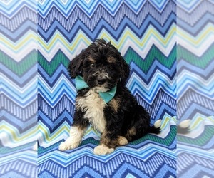 Miniature Bernedoodle-Poodle (Miniature) Mix Puppy for sale in OXFORD, PA, USA