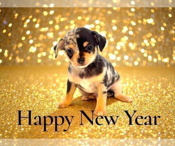 Medium Photo #35 Chihuahua Puppy For Sale in CHARLESTON, AR, USA