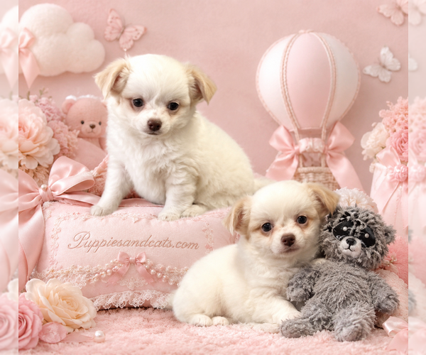 Medium Photo #19 Chihuahua Puppy For Sale in NEW YORK, NY, USA
