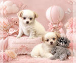 Small #18 Chihuahua