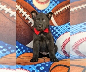 German Shepherd Dog Puppy for sale in KIRKWOOD, PA, USA
