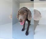 Small Labrador Retriever