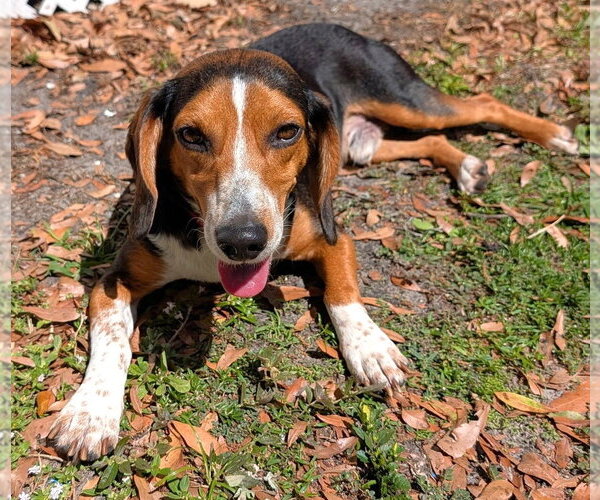 Medium Photo #21 Beagle Puppy For Sale in Dunnellon, FL, USA