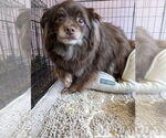 Small #3 Pomeranian