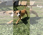 Small #4 Mutt