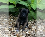 Small #1 Belgian Malinois