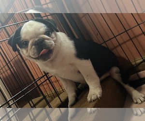 Medium Pug