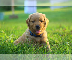 Golden Retriever Dog for Adoption in CAMBRIDGE SPRINGS, Pennsylvania USA