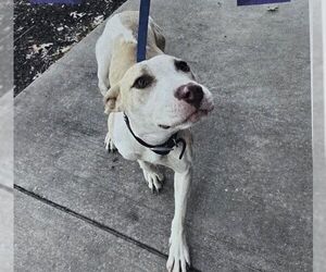 Mutt Dogs for adoption in Carrollton, TX, USA