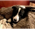 Small Photo #5 Border Collie Puppy For Sale in Laramie, WY, USA