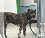 Small #1 Retriever  Mix